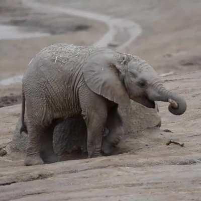 Baby elephant shows off his balancing skills
