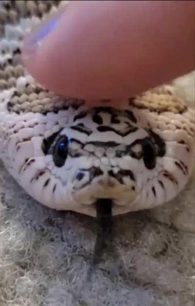 Melia getting some gentle head pats.