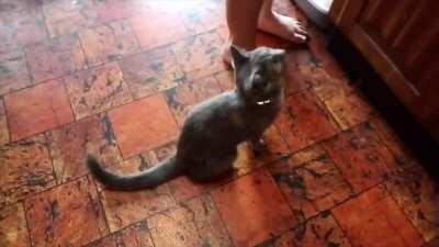 Kitten has never received food before...