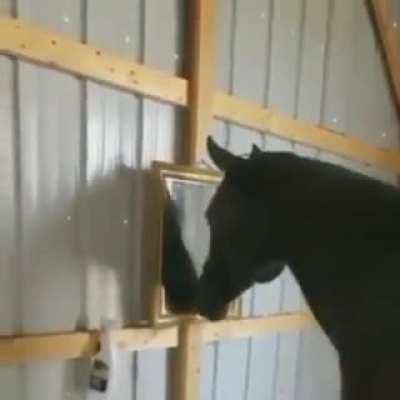 Horse spots himself in the mirror😂🥰❤