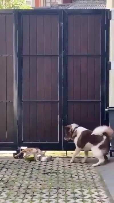 Kind dog shares his food with a starving kitten