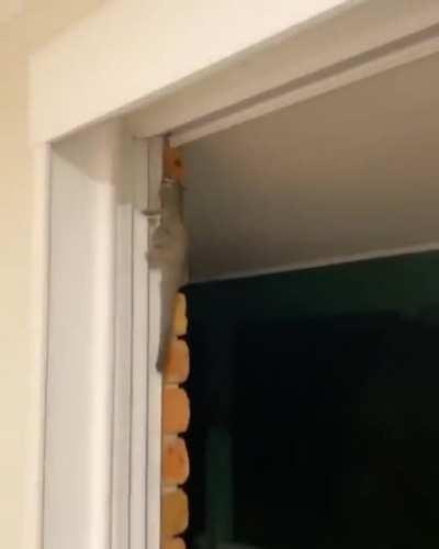 When a sugar glider comes to visit