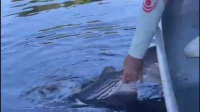 Catfish is about to be released back into the wild only for a Black Caiman to devour it instantly. Almost taking off this guys hand in the process.