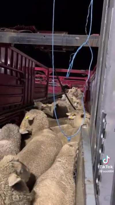 Herding professional at work