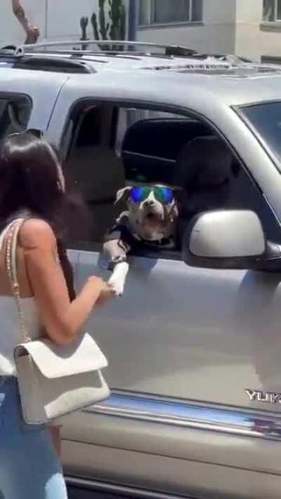 Love how a high five makes this dog smile.