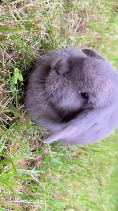 Pooch crunching on a treato, a few honks included