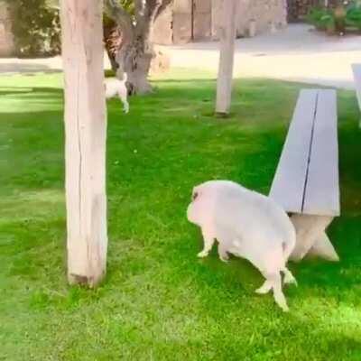 This dog playing patiently with his slower friend