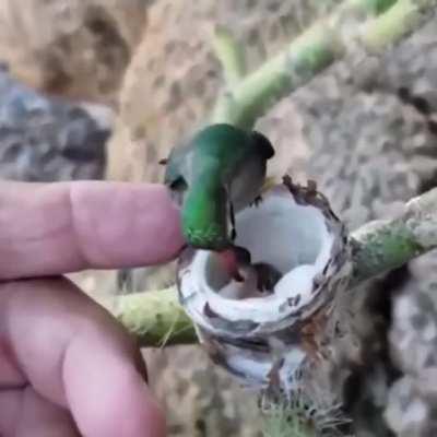 🔥 Hummingbird chicks are the size of your fingernail