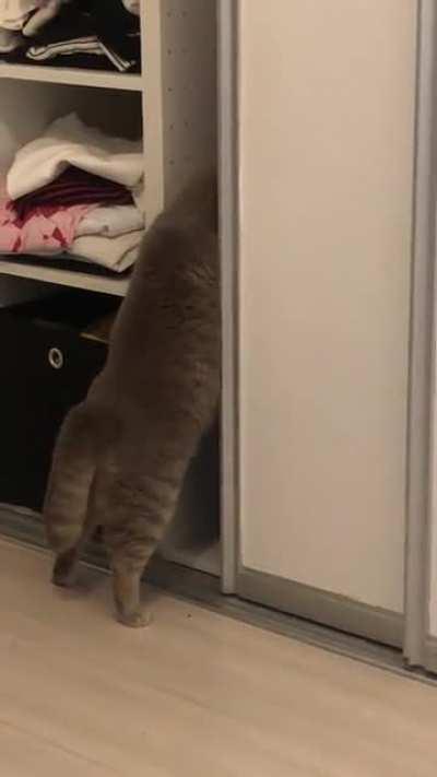 never underestimate a chonker’s determination! (a week after vet put him on a diet)