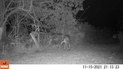 The Blacktail buck grunt wheeze challenge call.