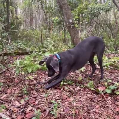 There’s a lizard 🦎 I swear!