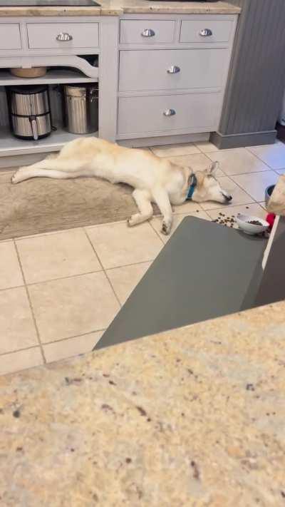 Our Husky is broken