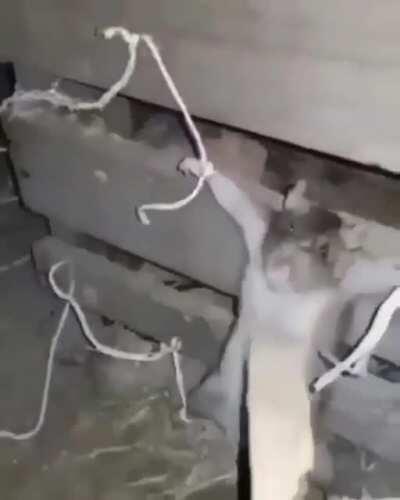 La maría donde la dejaste😡