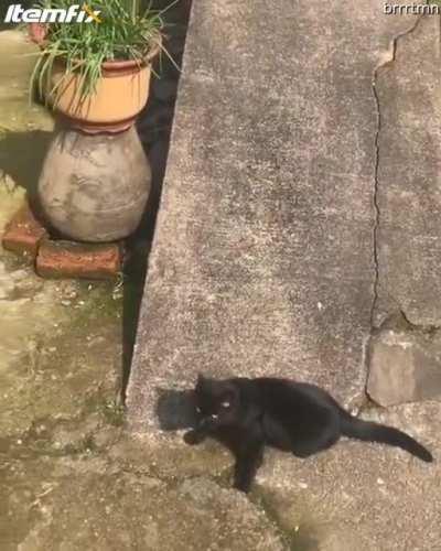 Kitty playing on a ramp