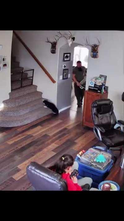 cat was gearing up to hit LIGHTSPEED