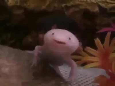 A little Axoloti meme for ya