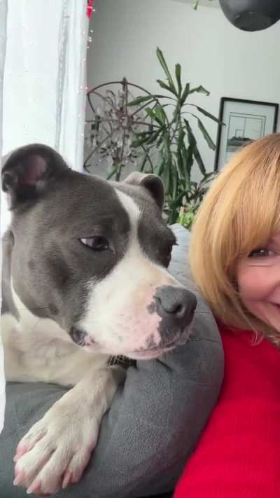 [@therealkaribyron]She did try to eat my face off so maybe she is a wolf.