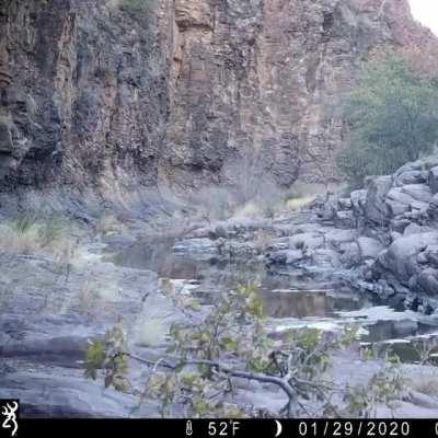 Chuck Norris, one of the dominant males from the Davis Mountains, Texas