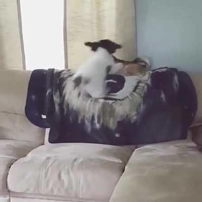 He was just minding his business when..