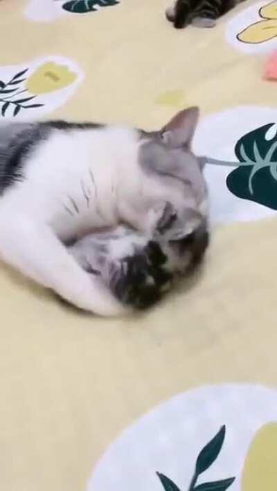 Mother cat hugs kitten having a nightmare