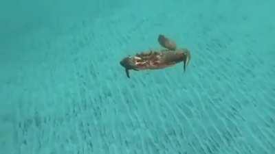 apparently crabs are the flying cockroaches of the sea