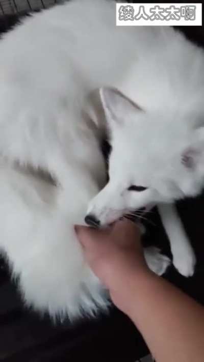 Average fox in Japenis