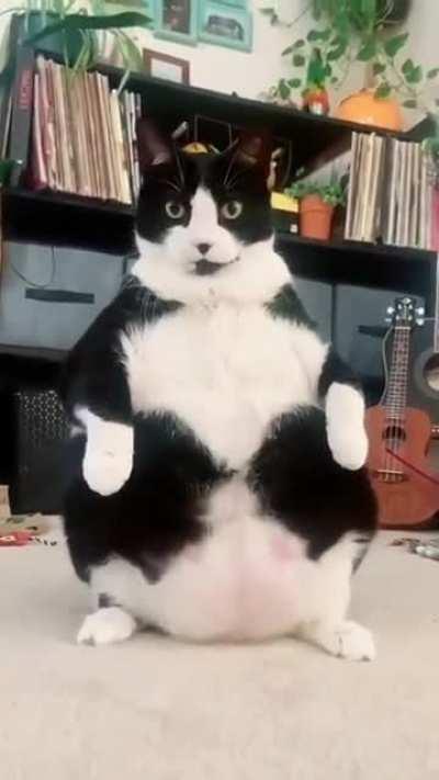That cat thicc