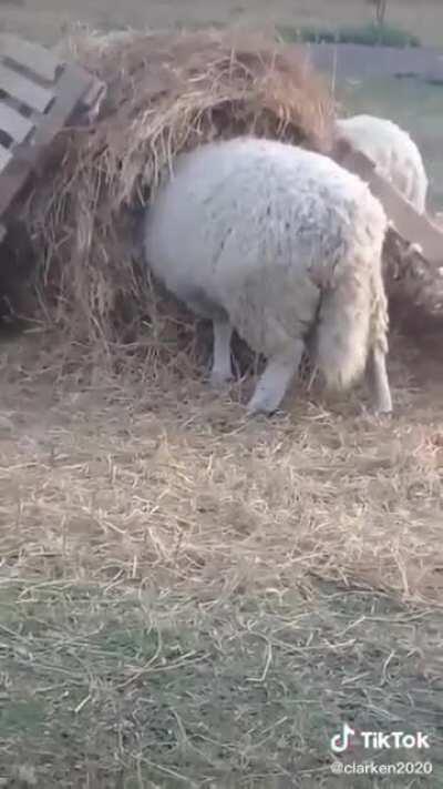 Oscar... Estabas metiendo tu cabeza en la lavadora? O querías hacer un túnel para salir de Latam?