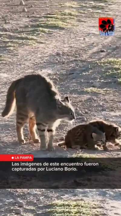 Apareció una mamá michi y sus pequeños cachorritos en un camino rural pampeano