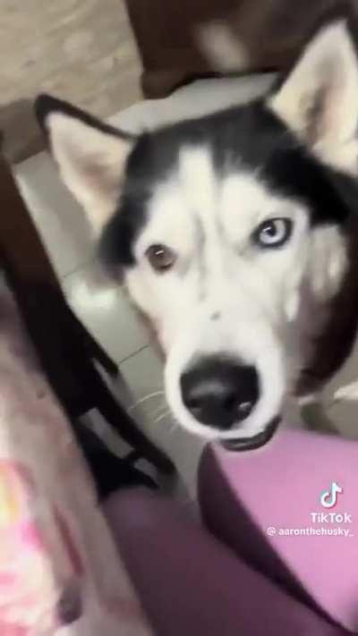 This husky speaks Italian 🤌