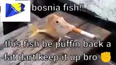 Serbia Fish🤢 vs Bosnia Fish✊
