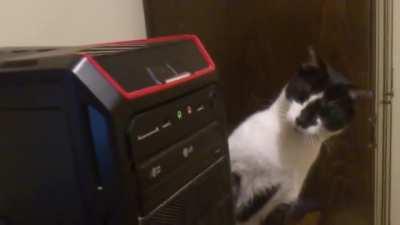 Curious kitty startled by cd drive…