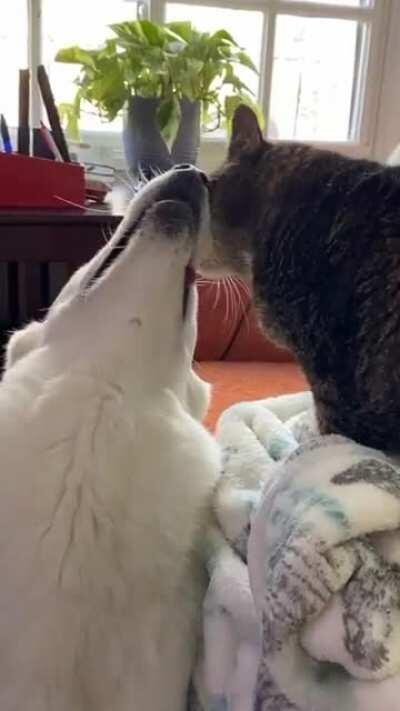 Was told this was a good place to post this