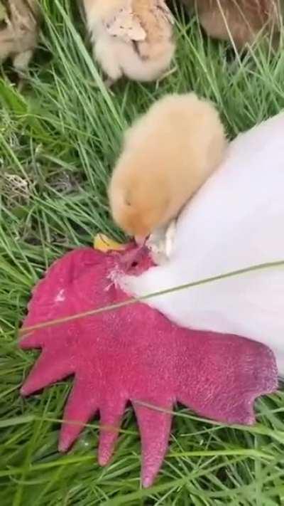 Wake up Poppa! Wake up! Wake up!!