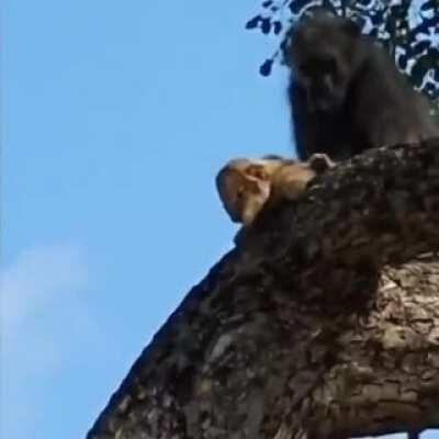 Only in South Africa...