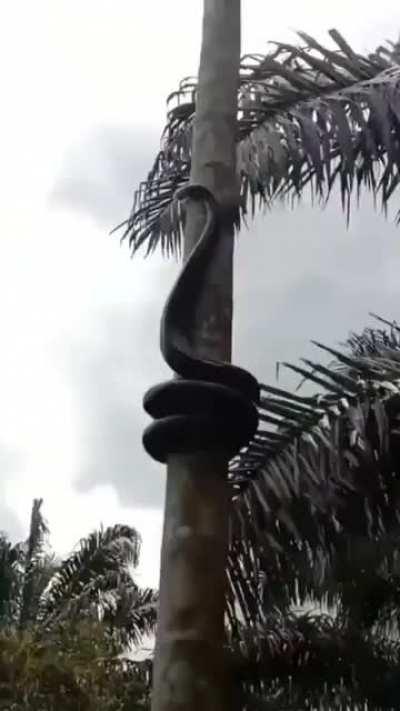Snake climbing tree