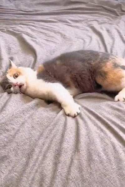 He need an... Oscat🤣 (sorry about that)