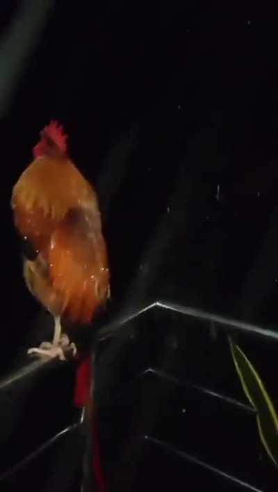 New Literally Me Just Dropped!