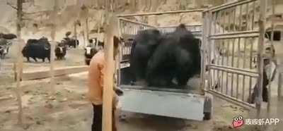 Жестоко, но действенно. Впрочем, до некоторых иначе не доходит