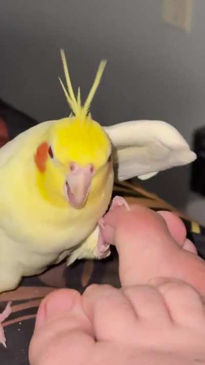 It’s a party when he sees feet!