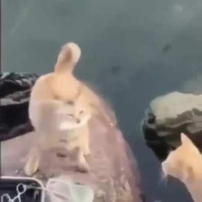 The cat from half life