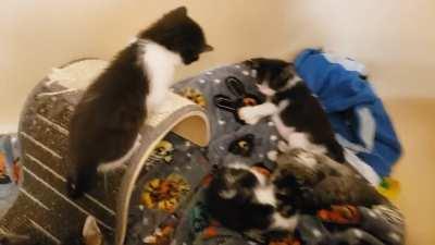 Toby doesn't like it when the babies cry!