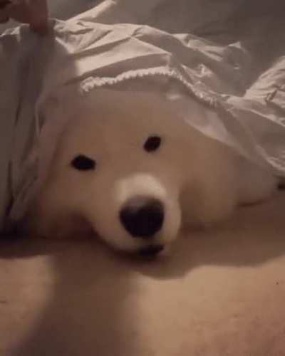 Himb a sneaky boy...