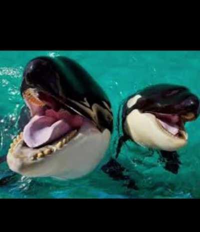 Whale of A Time 🐋 🎉