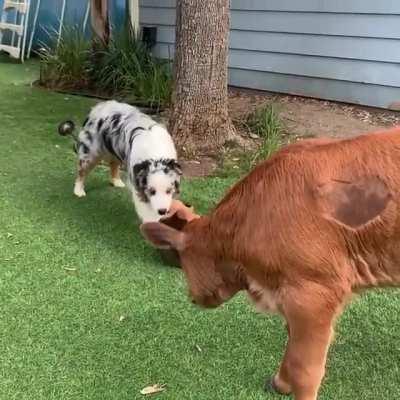 Best friends Lewis and Sky trying to play with the same toy