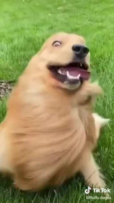 Derp mode activated.