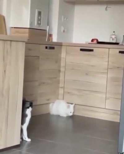 I don’t own any cats so I guess you could say this wigs MEOWt