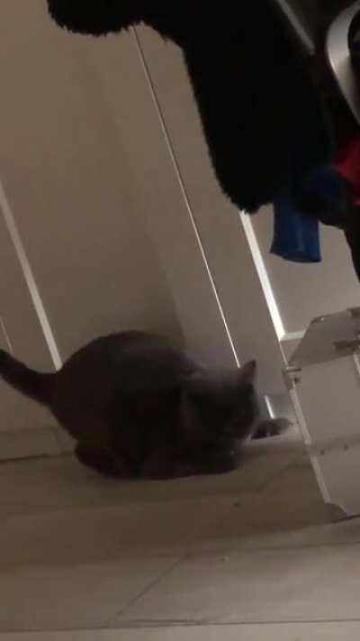 Can somebody help me what da chonk doin?