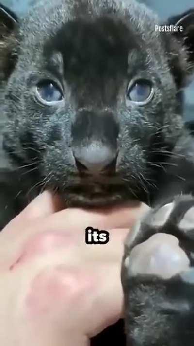 Man found an unidentified cub in the forest and raised it