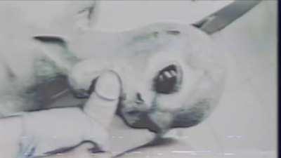 Alien Autopsy Gone Wild